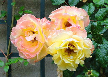 Spring trio for Cheryl, pink, coral, peonies, yellow, flowers, three HD wallpaper