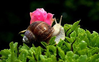 Leaves, Flower, Macro, Snail, Carapace, Shell, Antennae, Tendrils HD wallpaper