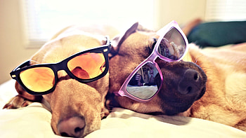 Cool Dogs, cool, Dog, Animal, Glasses HD wallpaper