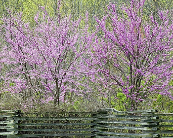 BELA FLORADA, flor, flora, lilas, natureza HD wallpaper