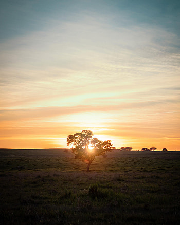 Nature, Sunset, Horizon, Wood, Tree, Field, Sunlight HD phone wallpaper