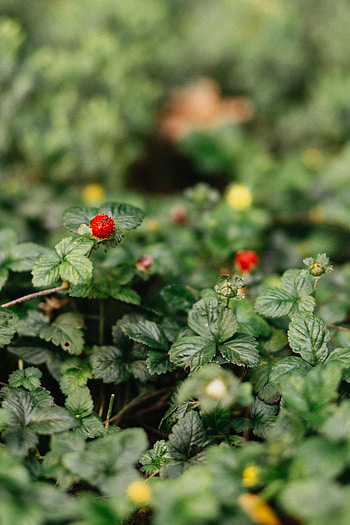Nature, Strawberry, Leaves, Macro, Berry, Fruit, Wild Strawberries HD phone wallpaper