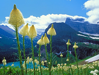 Beargrass Grinnell Lake Glacier National Park Montana, landscape, nature HD wallpaper