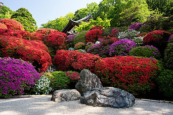 Rhododendron-flowers, grass, Nature, flowers, Rhododendron HD wallpaper