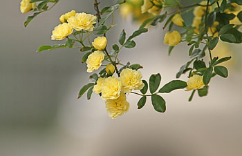Flowers, Roses, Bush, Blur, Smooth, Branch, Bushes HD wallpaper