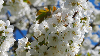 Apple tree flowers blossoming, Nature's beauty, Stock video, Captivating sight HD wallpaper