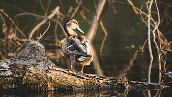 Animals, Water, Shore, Bank, Bird, Duck HD wallpaper