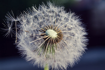 Flowers, Flower, Dandelion, Fuzz, Fluff HD wallpaper