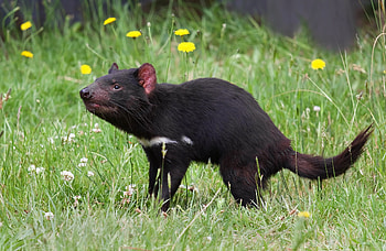 Tasmanian Devil , Animal, Devil , HQ HD wallpaper
