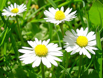 Spring Flowers, white, flowers, spring, beauties HD wallpaper