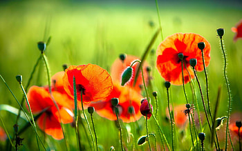 Vibrant red poppies, Nature's stunning display, Poppy flower beauty, Fiery blossoms HD wallpaper