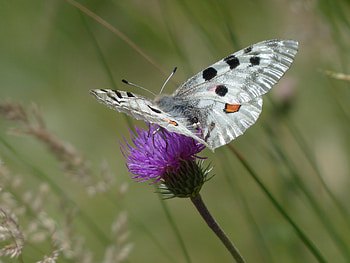 Flower, Macro, Butterfly, Wings HD wallpaper