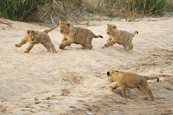 lions, africa, kruger park, cub, lion, wild HD wallpaper