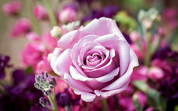 Pink Rose, rose, pink, nature, flowers HD wallpaper