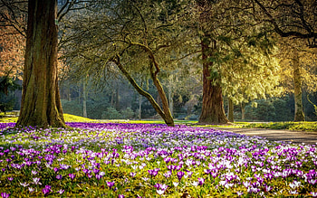 Crocuses in Park, nature, spring, crocuses, park HD wallpaper