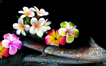 Plumeria , Stunning background, beauty for all, Nature's floral gift HD wallpaper
