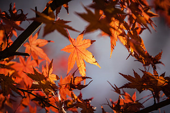 Autumn Leaves , autumn, leaves HD wallpaper