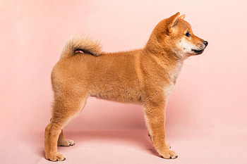 Hokkaido Dog, Shiba quebec, Shiba inu dog breeder HD wallpaper