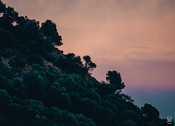 Nature, Trees, Sky, Bush, Slope HD wallpaper