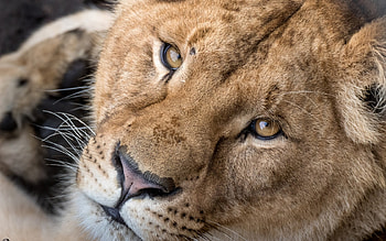 Lion, animal, leu, big, eyes, face, cat HD wallpaper