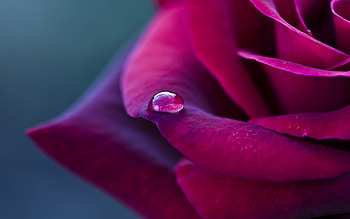 Plants, Flowers, Roses, Objects, Drops HD wallpaper
