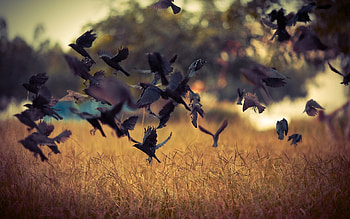 Nature, Birds, Crows, Field, Takeoff HD wallpaper