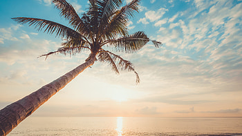 Slanting Palm Tree White Clouds Blue Sky Sunrise Reflection On Ocean Nature HD wallpaper