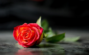 Flowers, Flower, Lies, Rose Flower, Rose, Blur, Smooth, Loneliness HD wallpaper