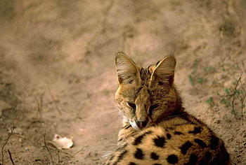 SERVAL CAT, looking, cute, cat, serval HD wallpaper