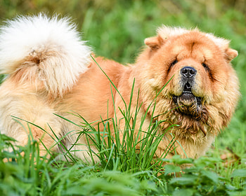 Chow Chow breed, Health information, Appearance, Personality HD wallpaper