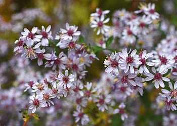 Flowers, Bush, Symphiotrichum, Symphiotrihum HD wallpaper