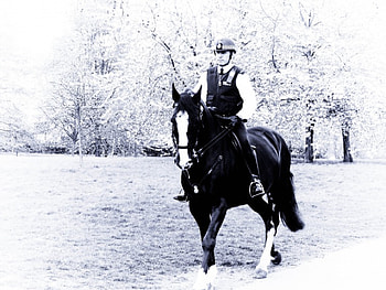 Horseguard, blue, english, horse, british, guardian, palace, policeman, square, police, park, england, britain, buckingham, black and white, watchman HD wallpaper