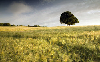 Nature, Wood, Tree, Blur, Smooth, Field, Ears, Spikes HD wallpaper