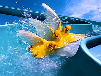 Summer_time, summer-time, cool, funny, birds HD wallpaper