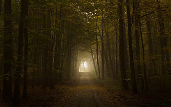 forest road, fun, trees, cool, nature, forest HD wallpaper