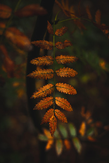 Autumn, Leaves, Macro, Branches HD phone wallpaper