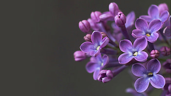 Plants, Flowers, Violet HD wallpaper