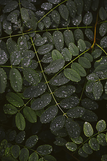 Leaves, Drops, Plant, Macro, Branches HD phone wallpaper