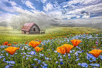 flowers in the meadow, blue, flowers, meadow, country HD wallpaper