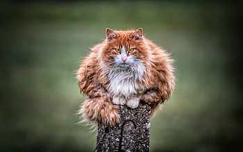 Wild Cat , cat, animals HD wallpaper