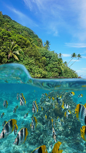 Colorful fish underwater, Ocean , Underwater beauty, Marine life HD phone wallpaper