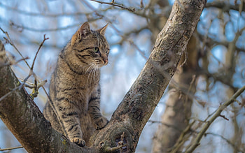 Kitten, pisica, blue, animal, cat, tree HD wallpaper