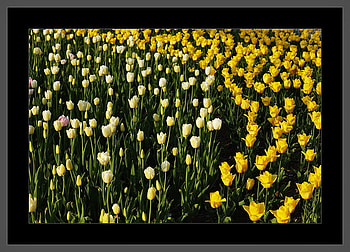 Tulips Field, art , white, field, yellow, beautiful, tulips HD wallpaper