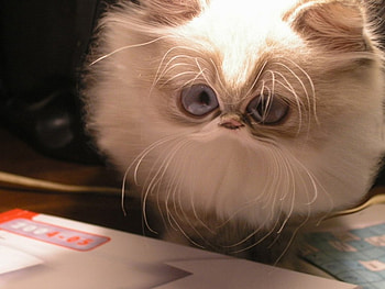 fatty kitty, fat, cat HD wallpaper