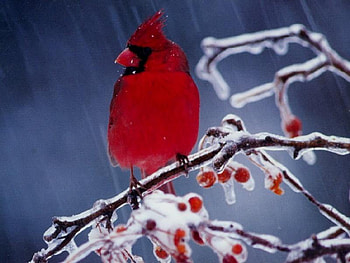 red bird, winter, animal, bird, red, fruit, ice HD wallpaper