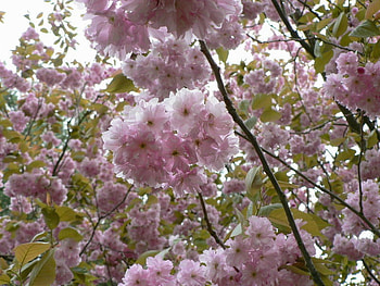 BEAUTIFUL BLOSSOM, flowers, pretty, beauty, blossoms HD wallpaper