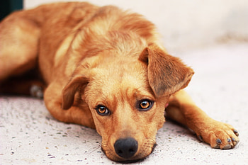 Animals, To Lie Down, Lie, Dog, Muzzle, Sadness, Sight, Opinion, Puppy, Sorrow HD wallpaper