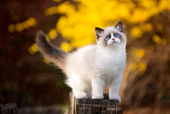 Ragdoll, Animal, Cat, Bokeh, Kitten, Cats HD wallpaper