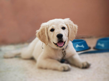 Dog, sweet, animal, dogs, cute, beautiful, puppys, puppy, pretty, animals, lovely HD wallpaper