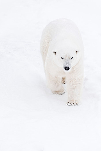Young polar bear playing, Winter wonderland, Arctic adventure, Snowy fun HD phone wallpaper
